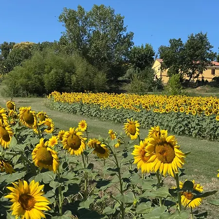 Fattoria Del Colle By Enrico *