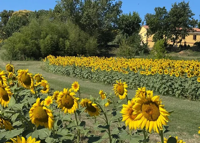 Fattoria Del Colle By Enrico *